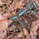 Chimaphila maculata Hoja
