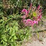 Cleome houtteana Flower