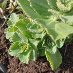 Coleus caninus Leaf