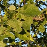 Prunus brigantina Blad