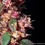 Amaranthus torreyi Çiçek