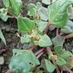Oxybasis chenopodioides অভ্যাস