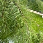 Taxodium distichumFuelha