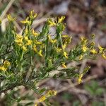 Genista germanica Žiedas