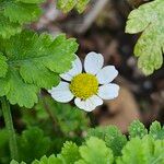 Tanacetum parthenium Blüte