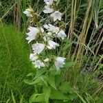 Campanula tracheliumFlor