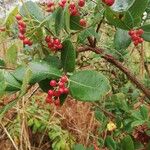 Psorospermum febrifugum Frucht