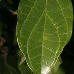 Piper multiplinervium Leaf