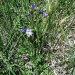 Polemonium occidentale Hábito