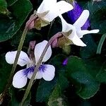 Viola sororia Blomst