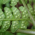 Dryopteris pentheri Blatt