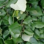 Tilia tomentosa 叶