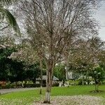 Tabebuia heterophylla Bark