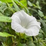 Convolvulus silvaticus Leaf