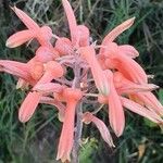 Aloe amudatensis Floare