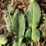 Rumex pulcher Leaf