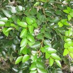 Nothofagus nitida その他の提案