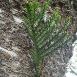 Araucaria laubenfelsii Folha