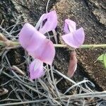 Tephrosia villosa 花