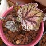 Begonia rexপাতা