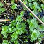 Veronica beccabunga Feuille