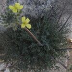 Brassica repanda Flower