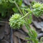 Valerianella discoidea Плод