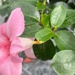 Mandevilla laxa Blad