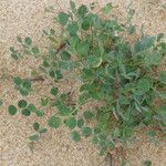 Medicago littoralis موطن