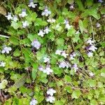 Cymbalaria muralisFlower