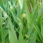 Allium victorialis Leaf