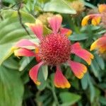 Gaillardia pulchella Flor