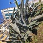 Agave americana Leaf