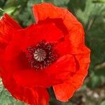 Papaver setiferum Blomma