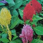 Celosia argentea Flower