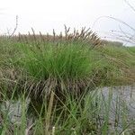 Carex elata Fuelha