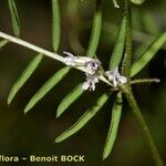 Vicia loiseleurii Fruit