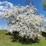 Prunus cerasus Floro