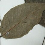 Licania parvifructa Máis