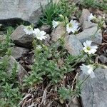 Cerastium alpinum Blüte