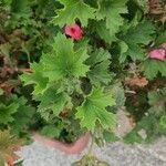 Pelargonium grandiflorum Feuille