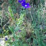 Anchusa officinalis Hábito