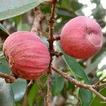 Syzygium neolaurifolium Fruit