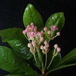 Ardisia solanacea Habit