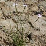 Dianthus charidemi 整株植物