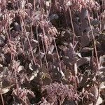 Kalanchoe fedtschenkoi Bark