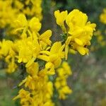 Genista scorpius Flower