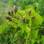 Ipomoea spathulata Fruit