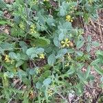 Coronilla scorpioides Celota