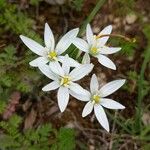 Ornithogalum gussonei Цвят